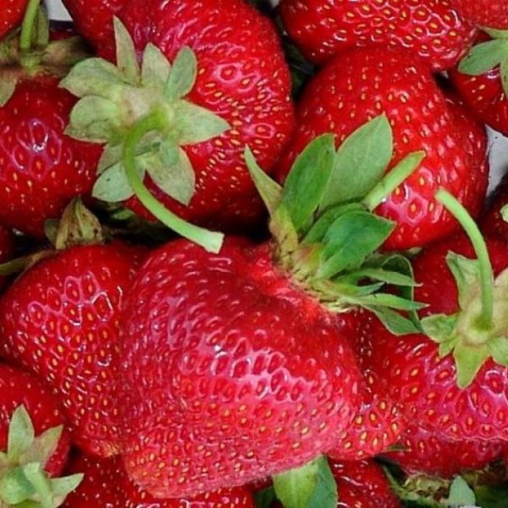 Земляника Лималексия